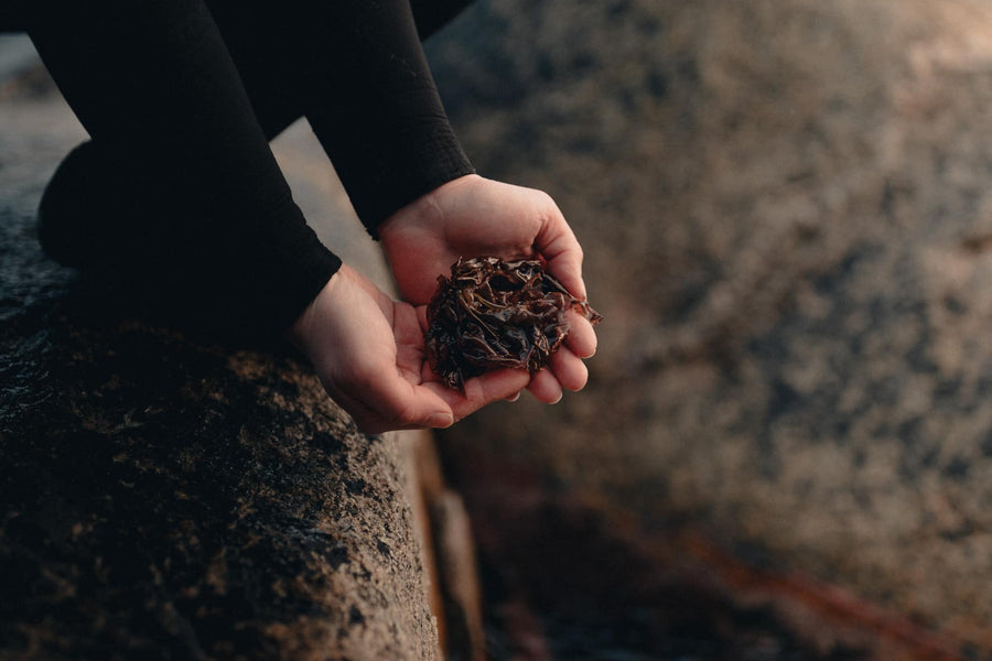 Seaweed, kelp and seagrass: how to tell the difference