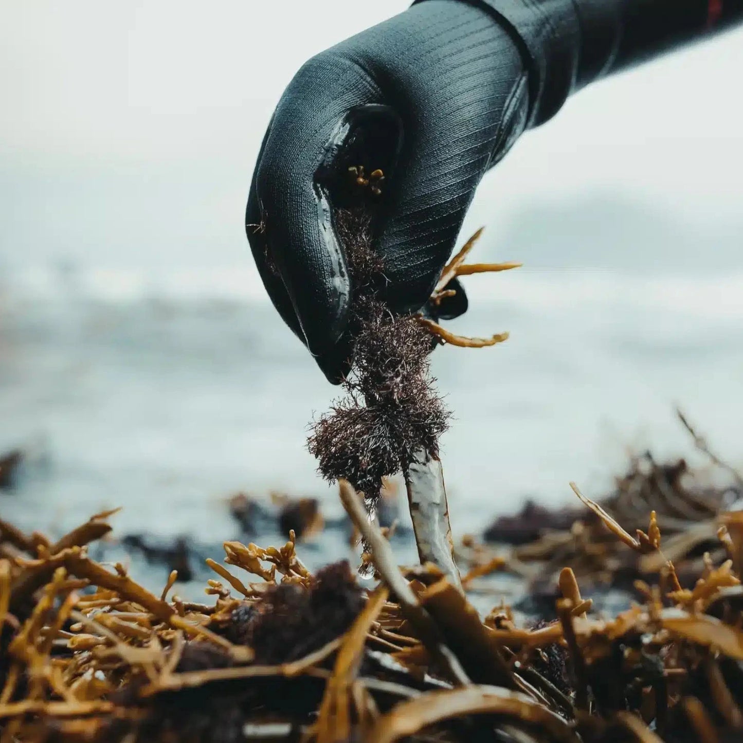 Ocean Truffle - Lofoten Seaweed