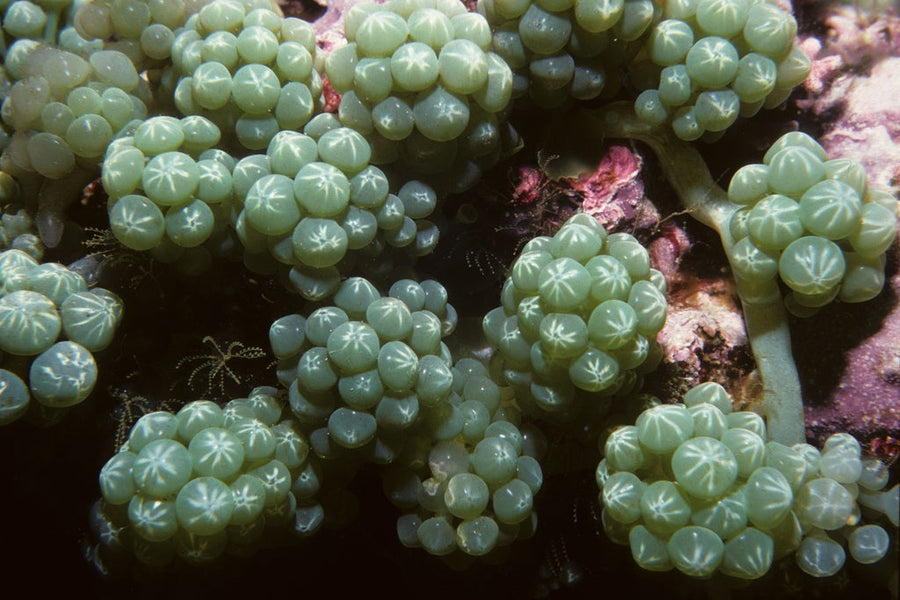Different Oceans, Same Goals: Supporting Fiji's Seaweed Harvesters