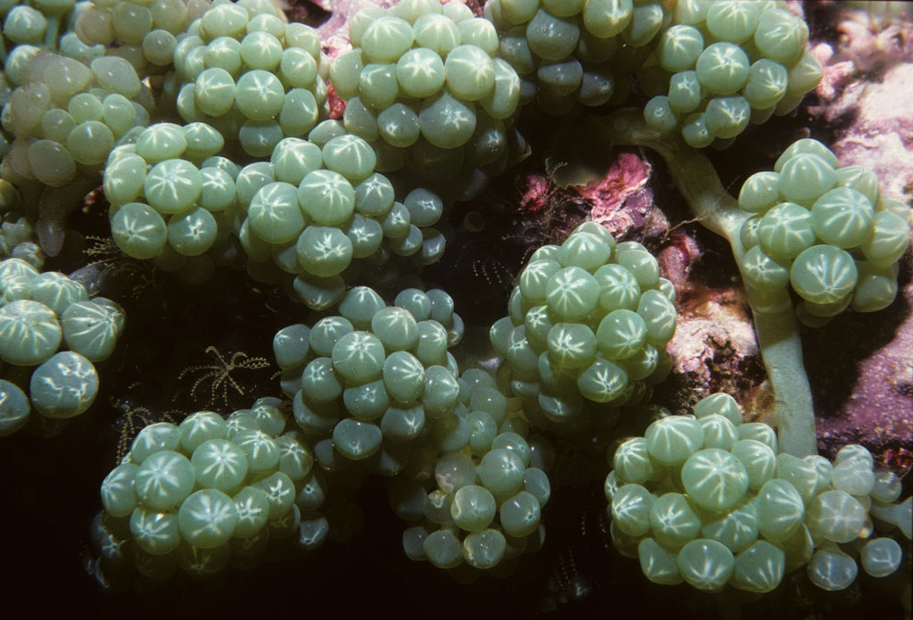 Different Oceans, Same Goals: Supporting Fiji's Seaweed Harvesters