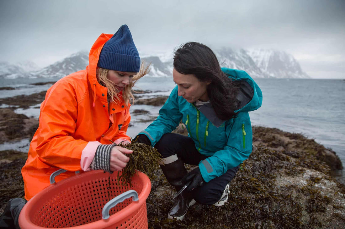 How do we harvest and use Truffle Seaweed? - Lofoten Seaweed