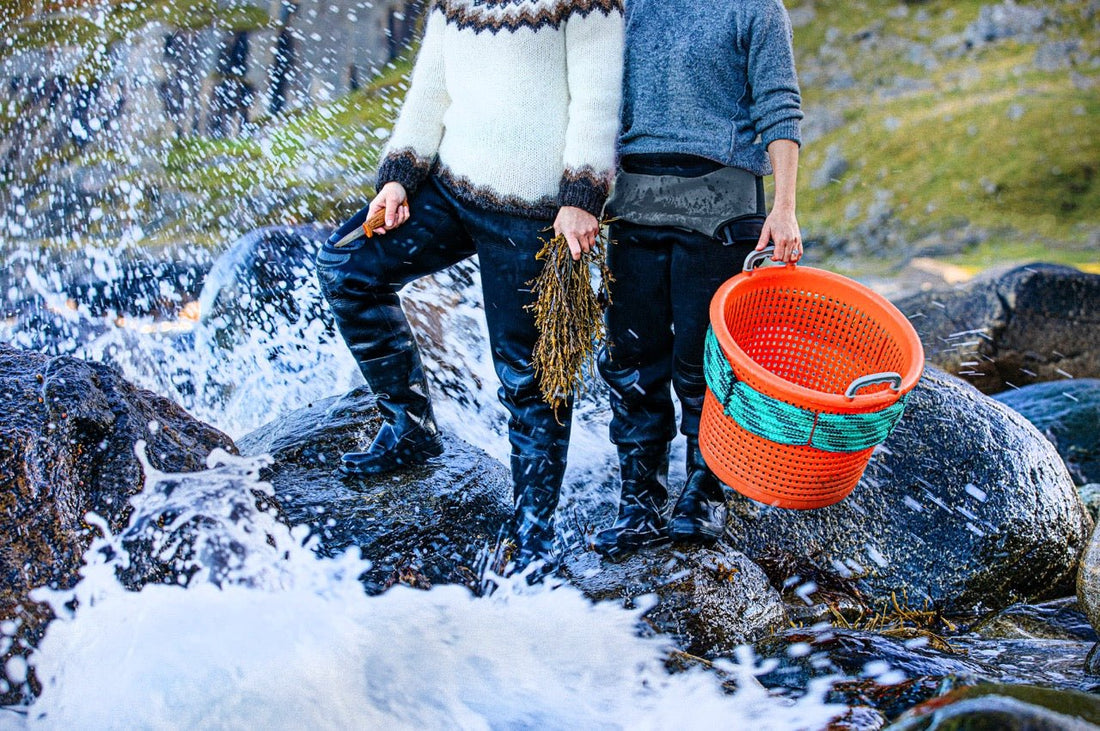 Seaweed in the wild West - Lofoten Seaweed