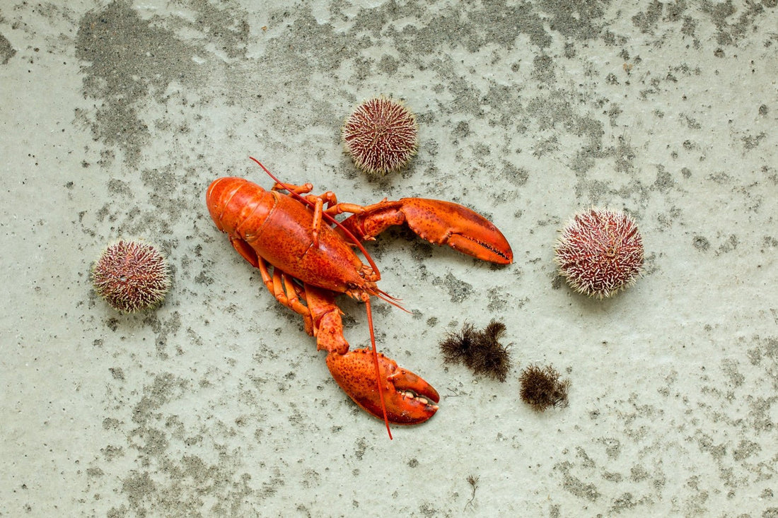 Norways Sea Urchin Crisis - Lofoten Seaweed