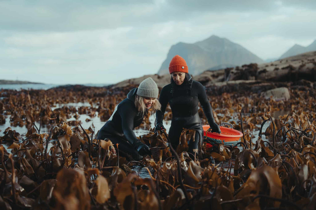 Regenerative Tourism in Lofoten - Lofoten Seaweed