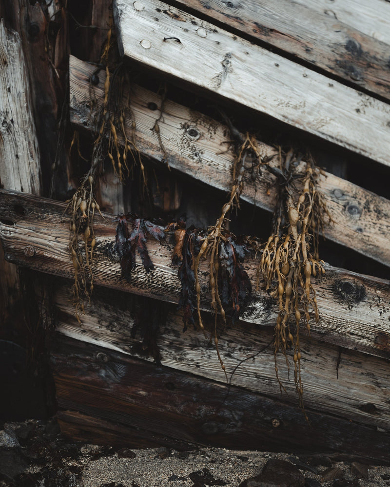 Seaweed and the Vikings - Lofoten Seaweed
