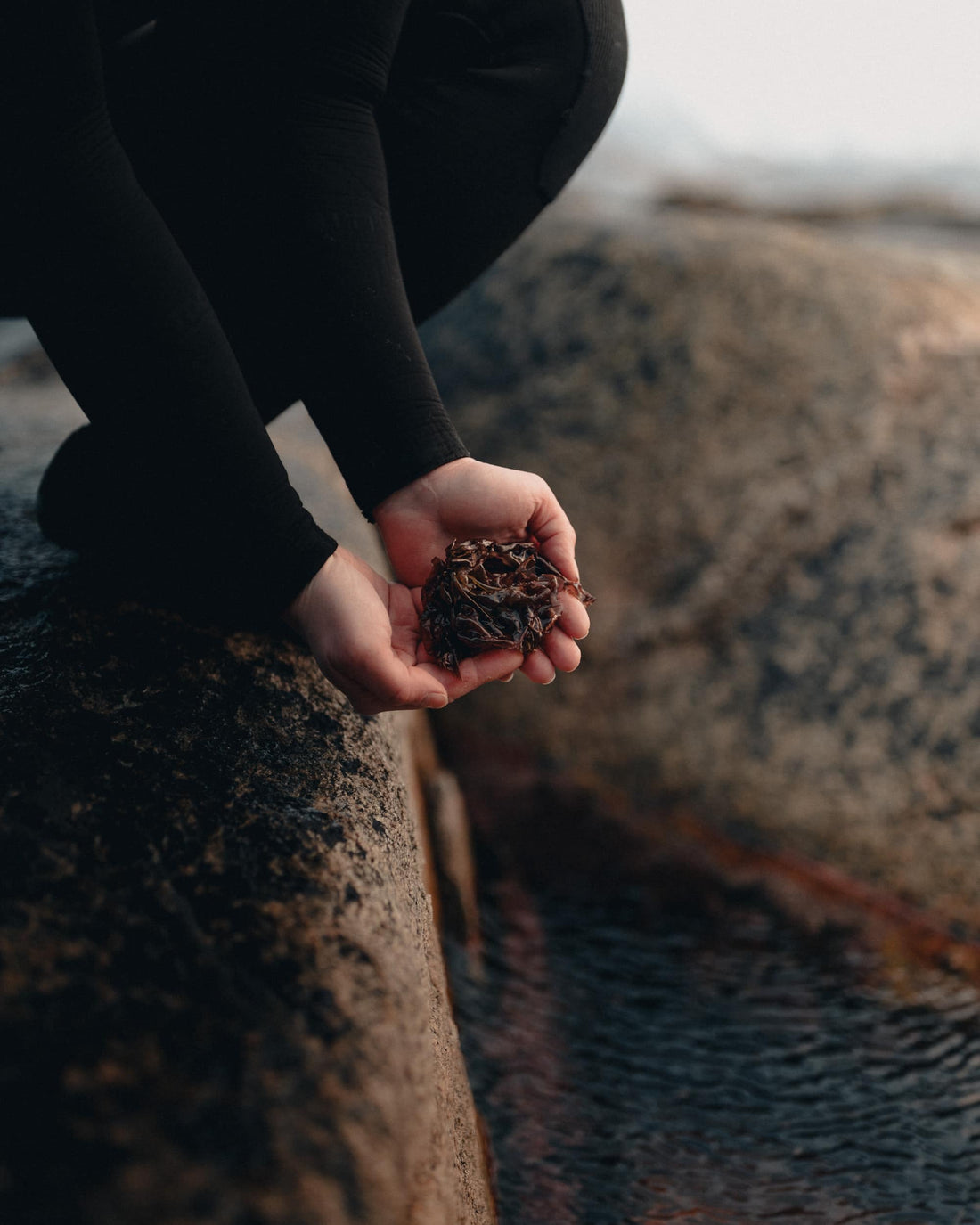Seaweed, kelp and seagrass: how to tell the difference - Lofoten Seaweed
