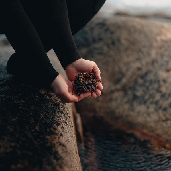 Seaweed, kelp and seagrass: how to tell the difference