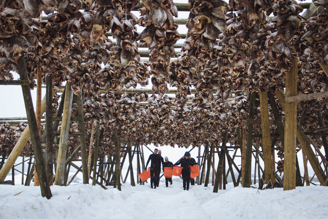 Lofoten Traditions - Lofoten Seaweed