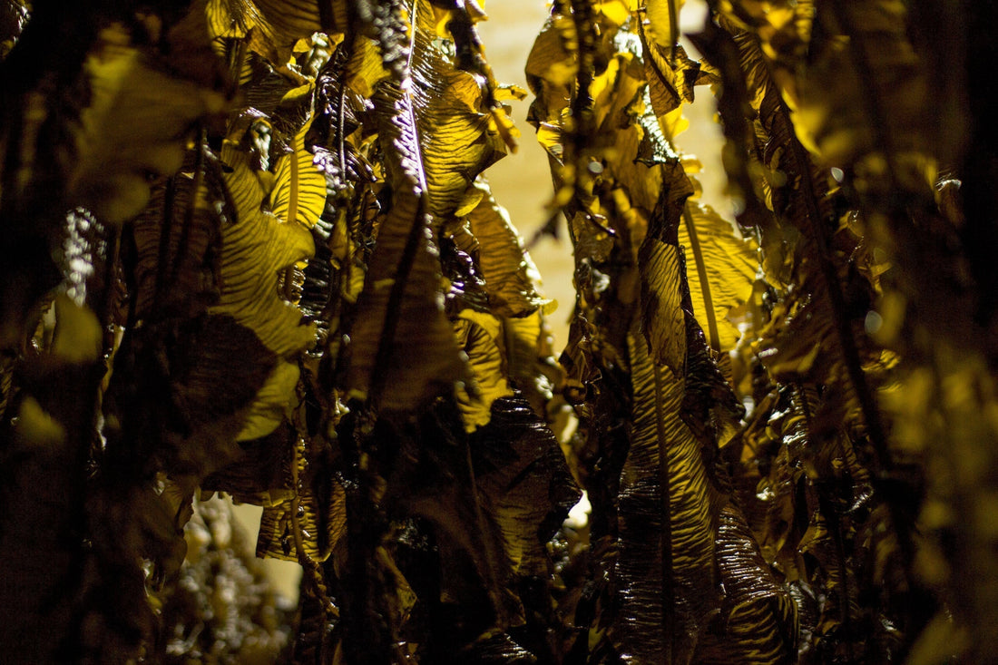 Is seaweed the ultimate brain food? - Lofoten Seaweed