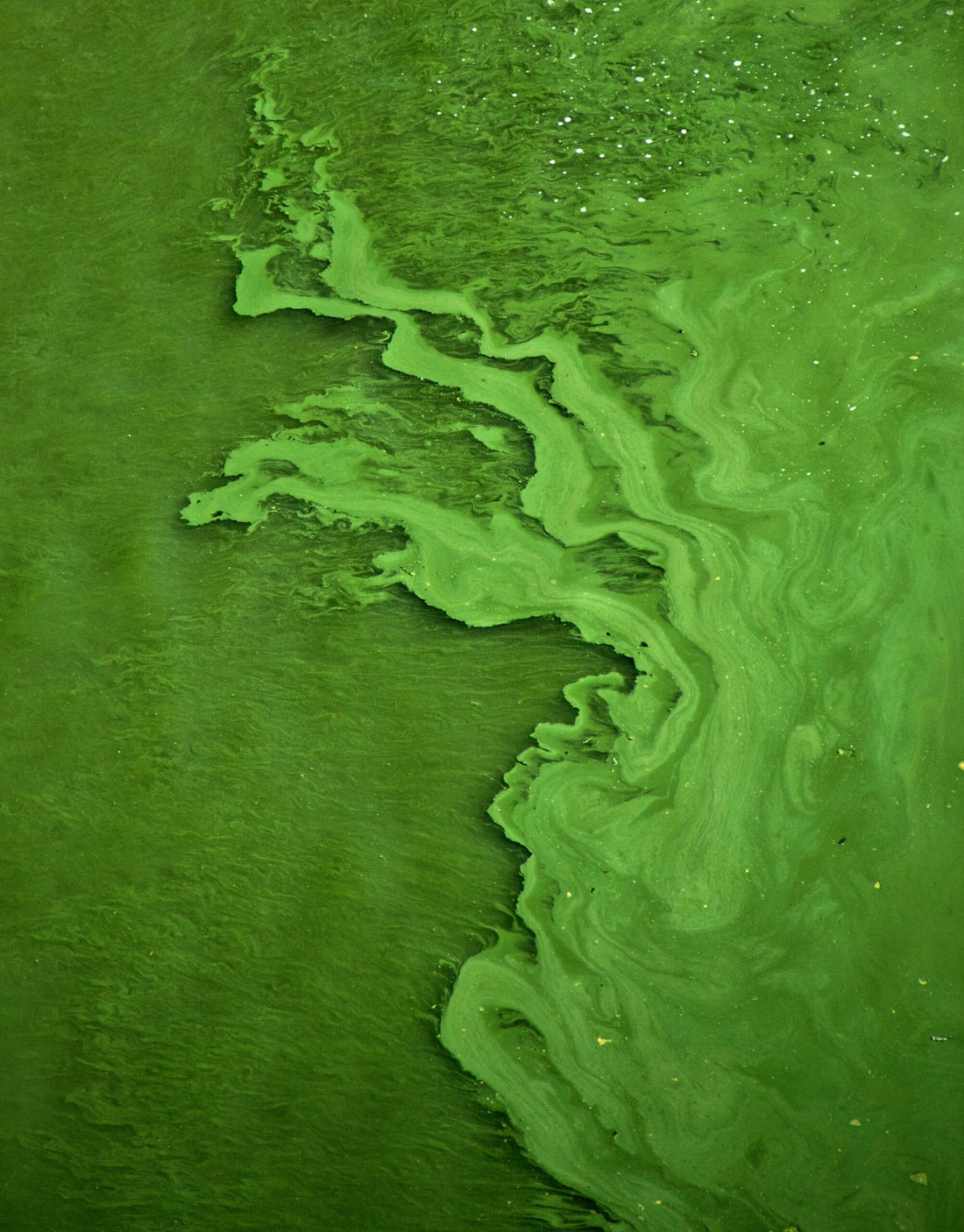 The phosphorous problem, and the seaweed solution - Lofoten Seaweed