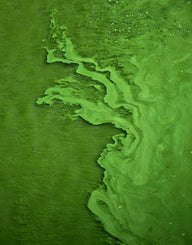 The phosphorous problem, and the seaweed solution - Lofoten Seaweed
