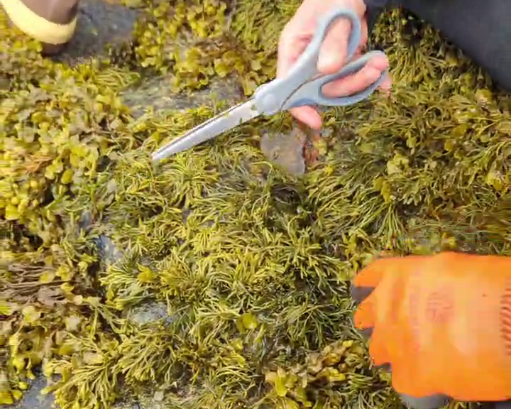 Person cutting Channeled Wrack seaweed with scissors on a rocky shore