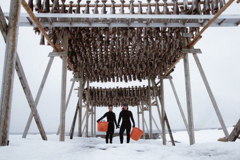 Lofoten tradition - Skrei