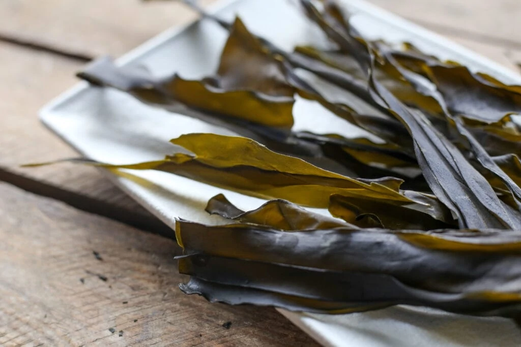 oarweed