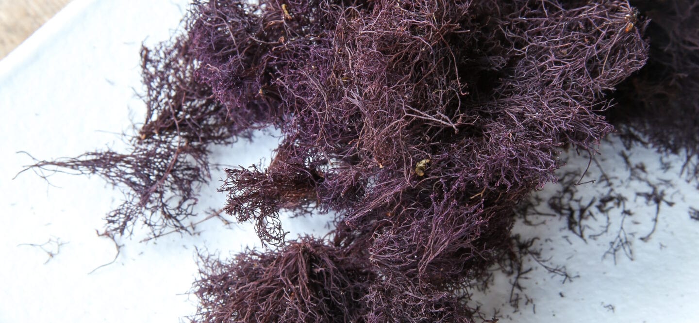 truffle seaweed