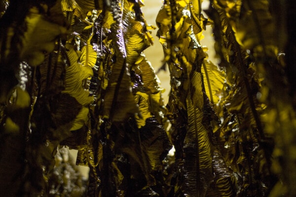 winged kelp drying