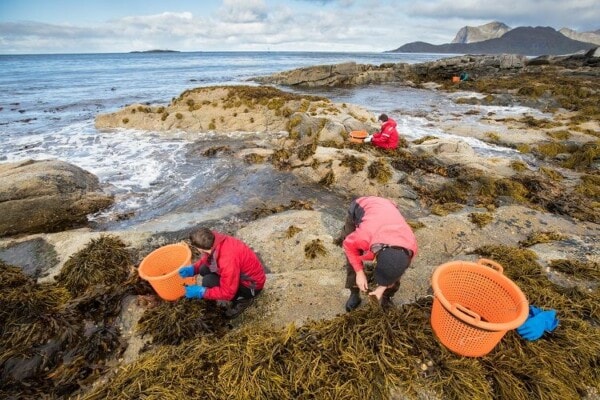 Is seaweed the ultimate brain food? – Lofoten Seaweed | From Lofoten