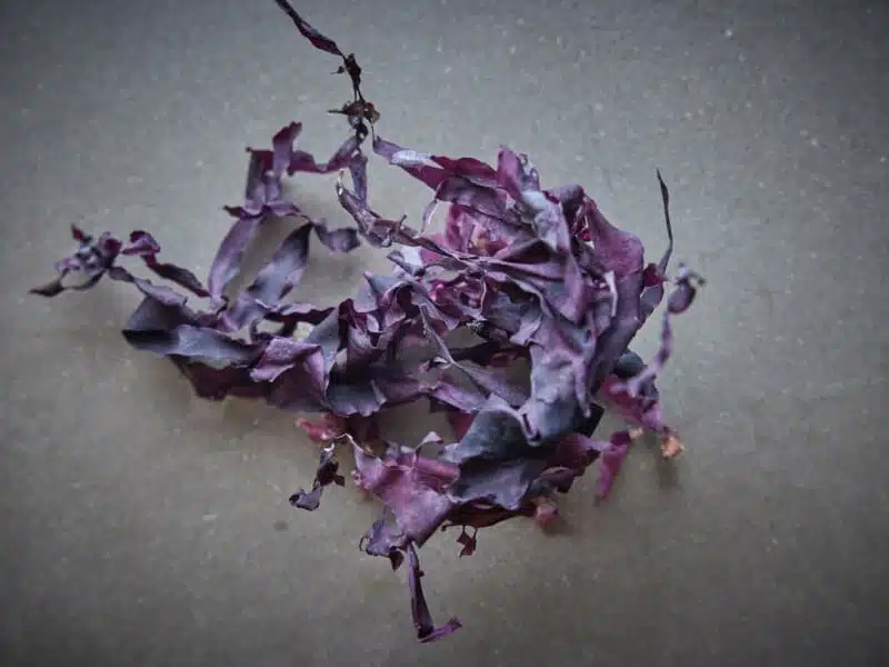 dried dulse