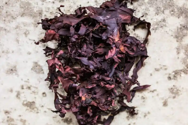 Dulse