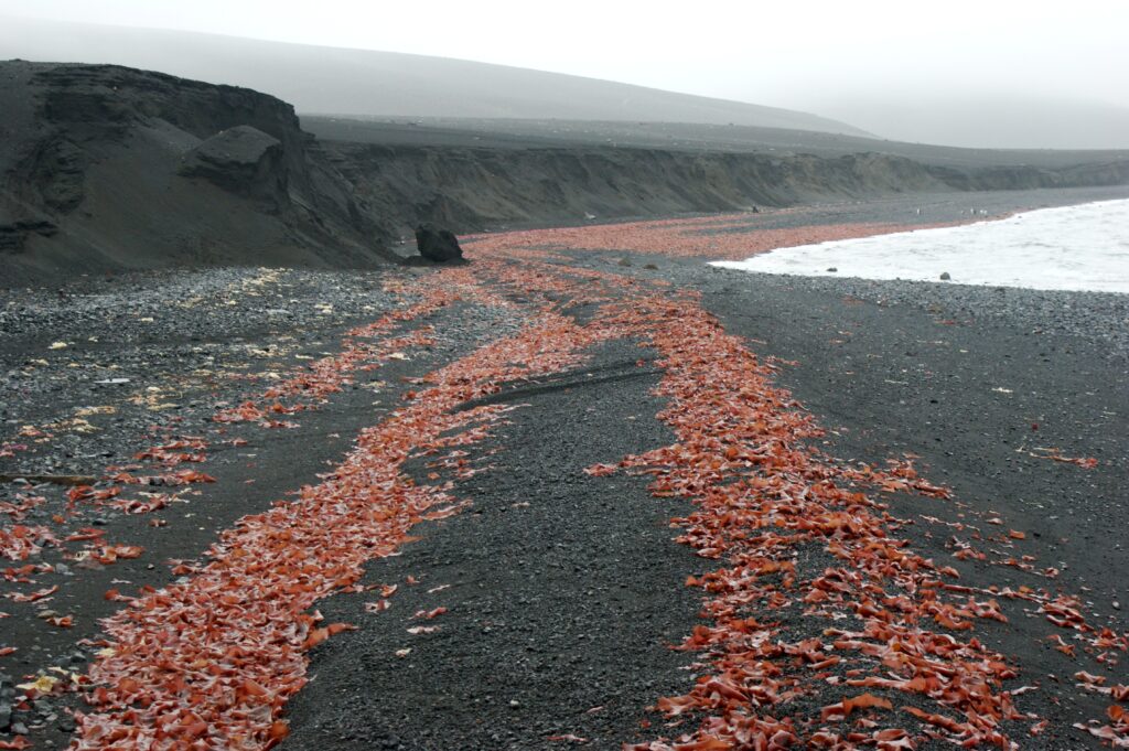 Red seaweed on a black sand beach in Antarctica