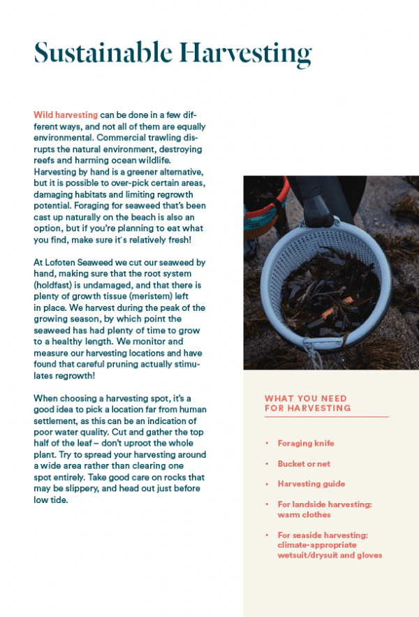 Pick Your Own Seaweed - A Foragers Guide
