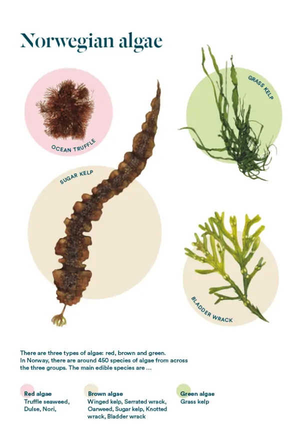 Pick Your Own Seaweed - A Foragers Guide