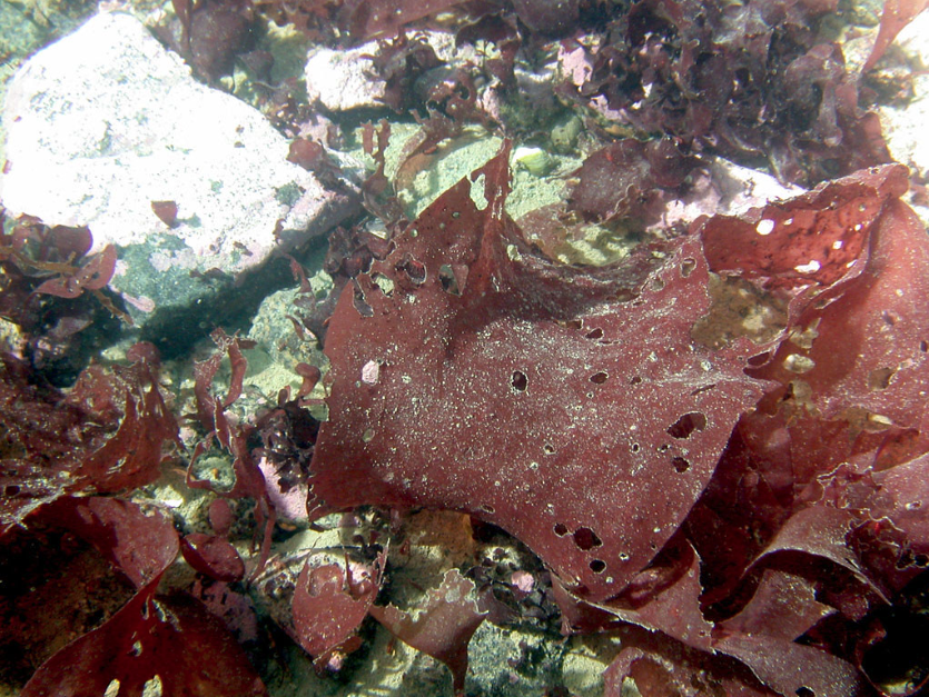 Palmaria decipiens underwater