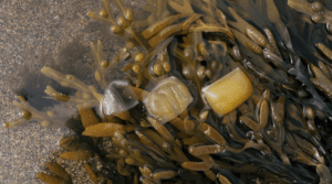 notpla lofoten seaweed