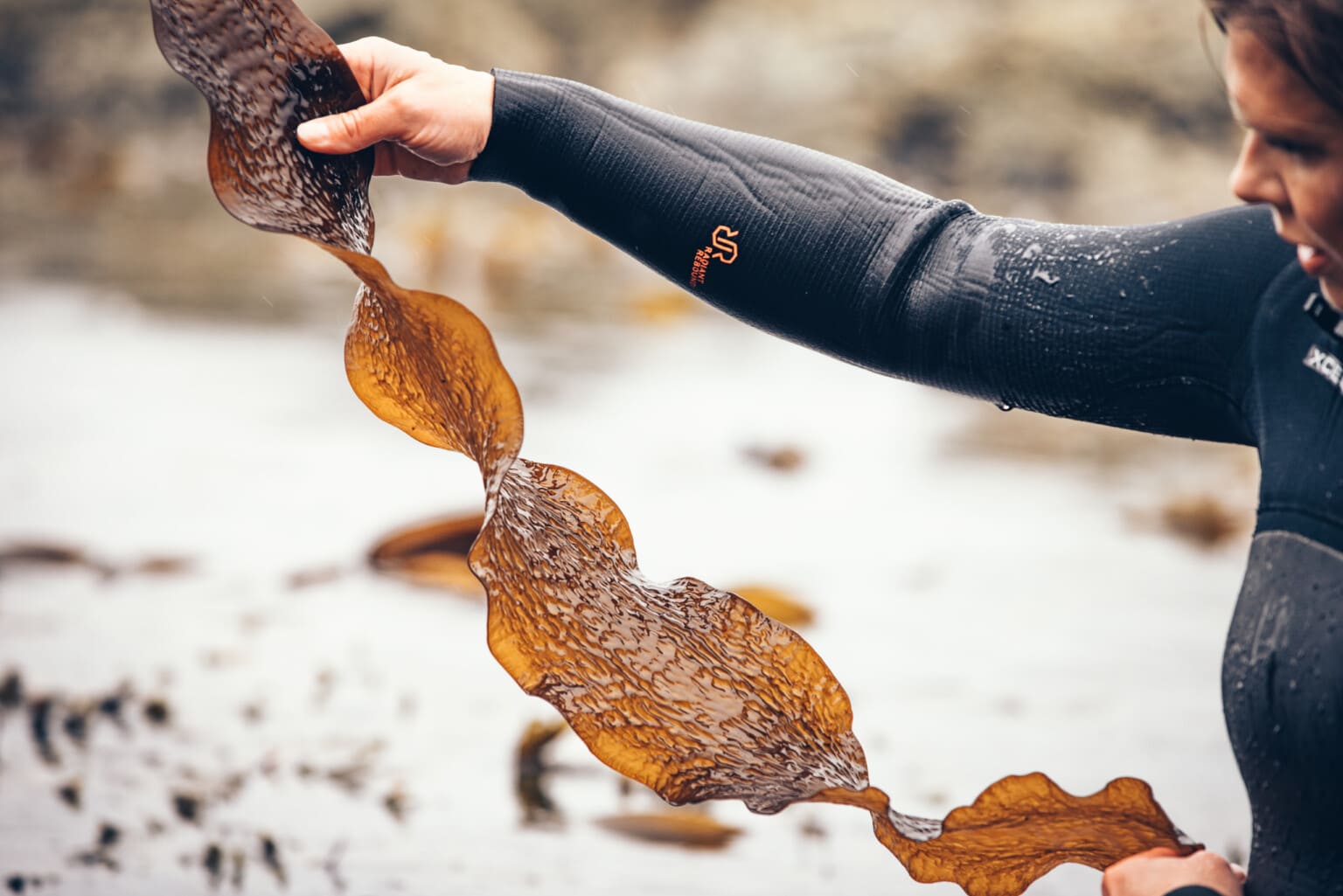 Sugar kelp the sweet treat from the ocean Our Seaweed