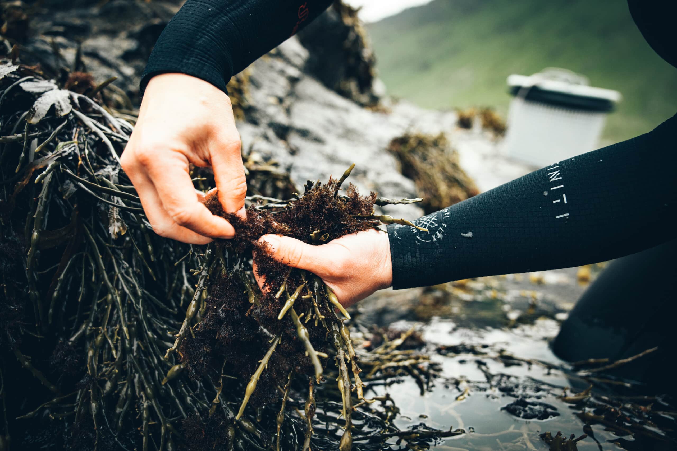 picking truffle seaweed by hand