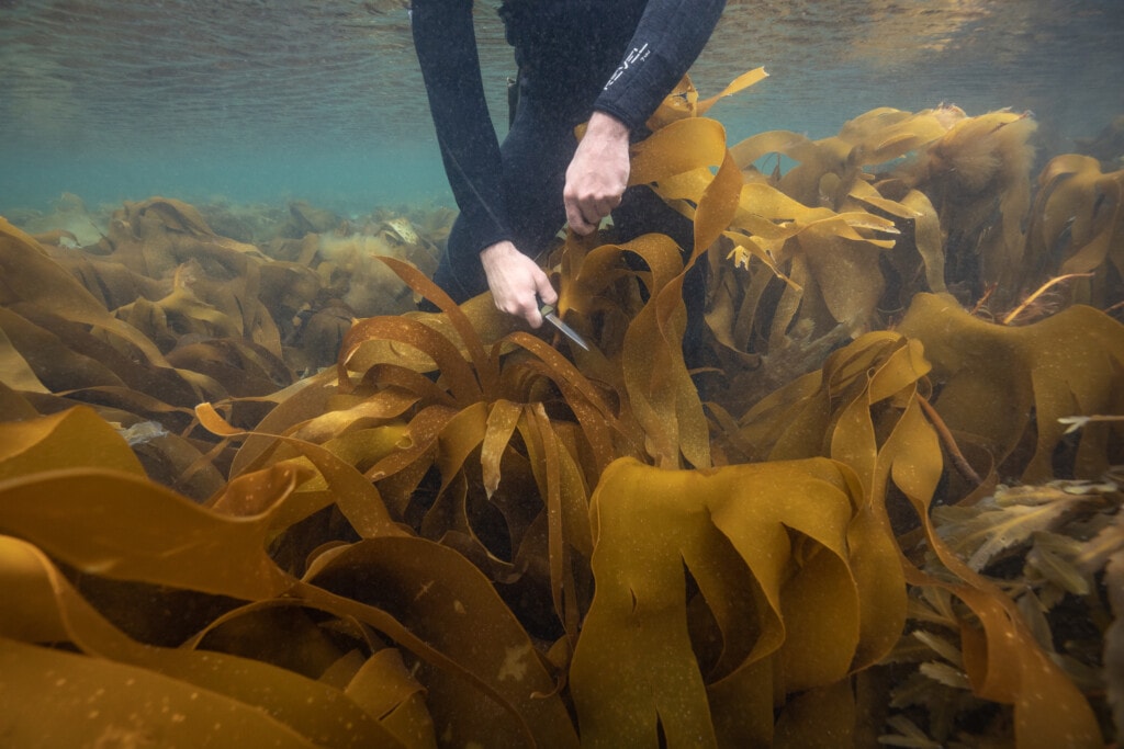 Harvesting oarweed underwater