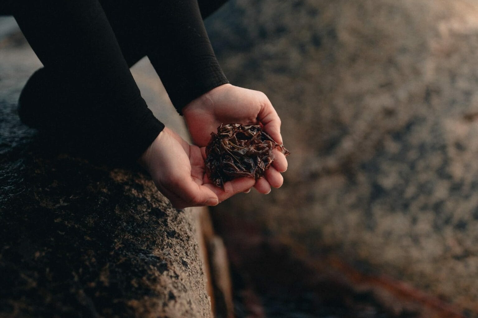 Nori - the famous snacking seaweed | Our Seaweed