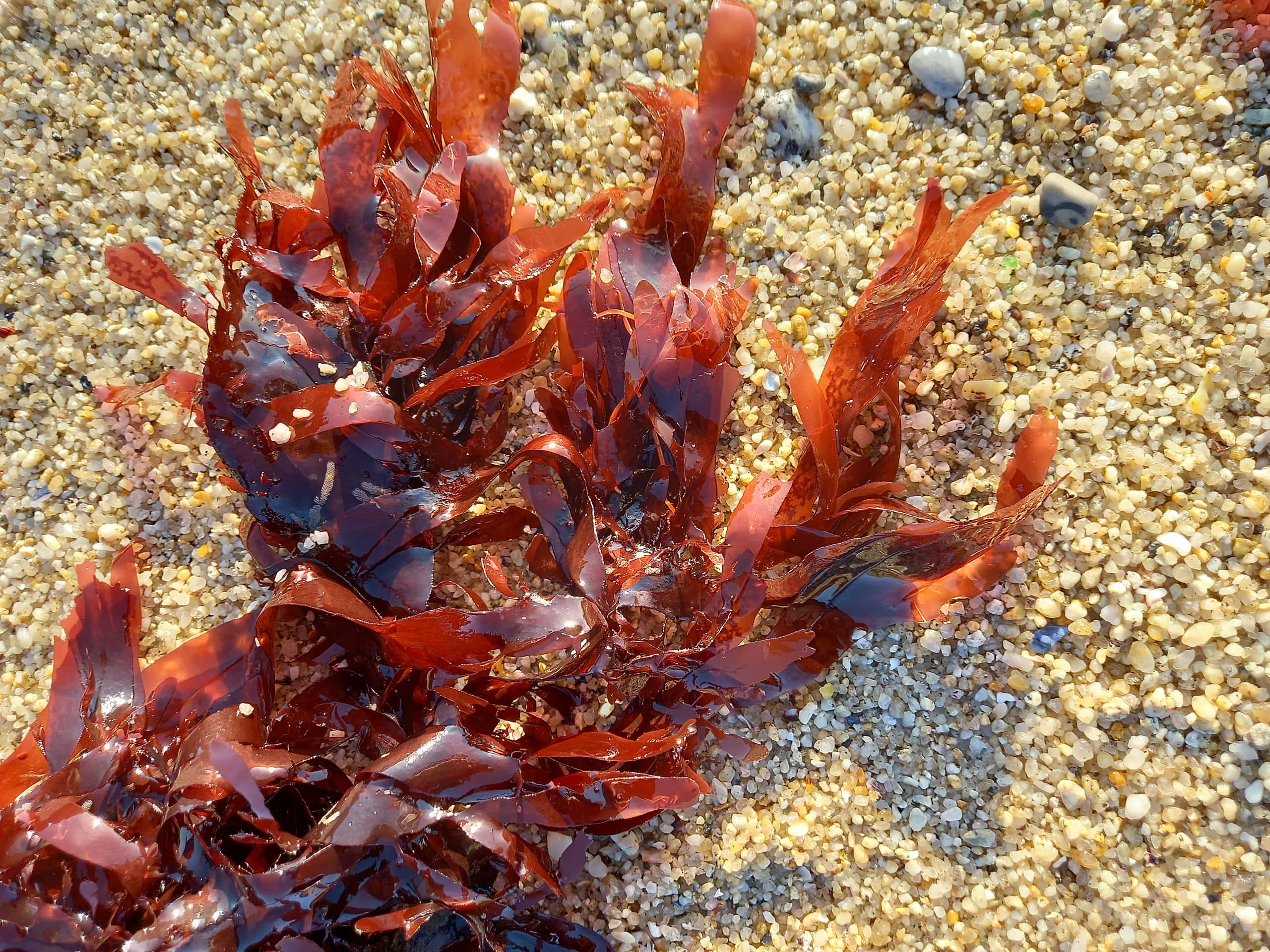 Dulse – Lofoten Seaweed | From Lofoten, Weed Love.