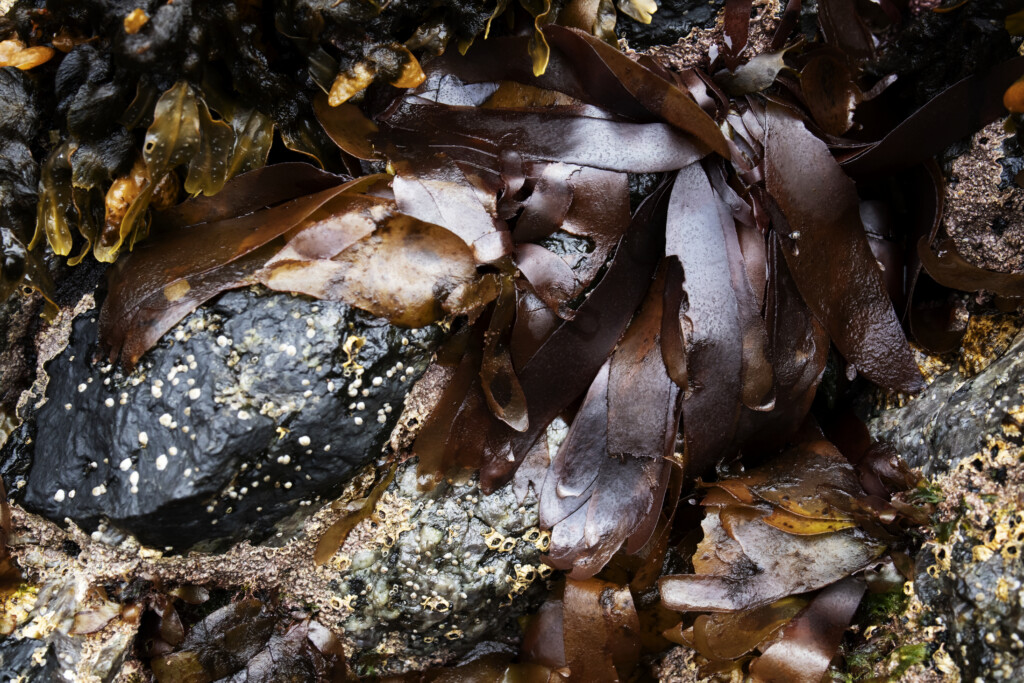 fresh dulse