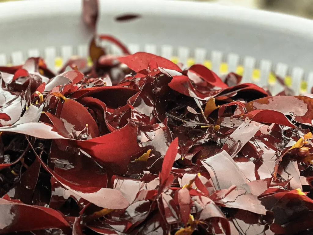 Dulse
