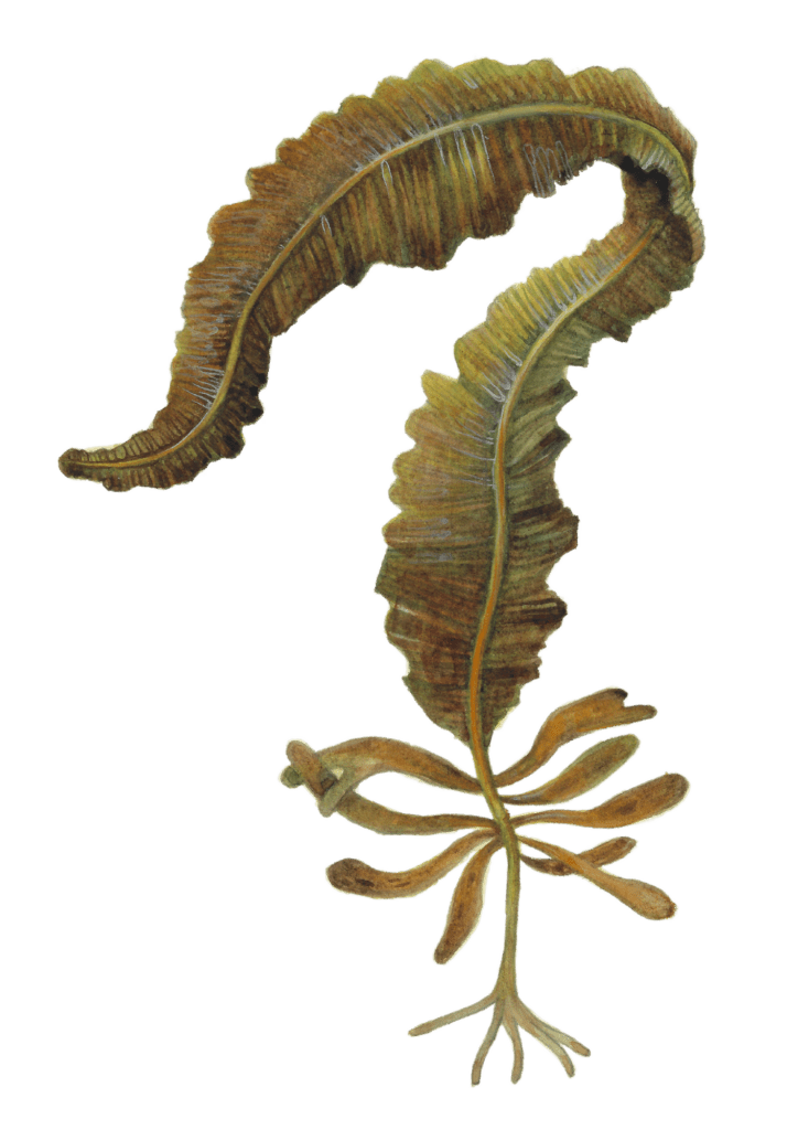 winged kelp illustration transparent