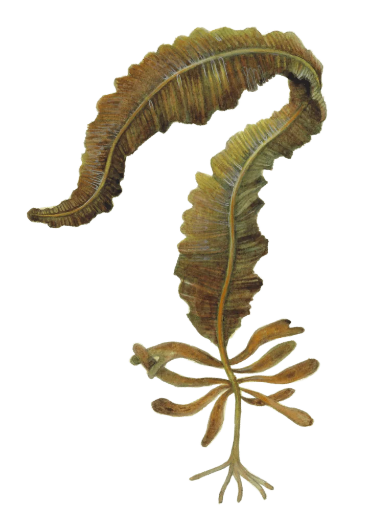 winged kelp illustration transparent