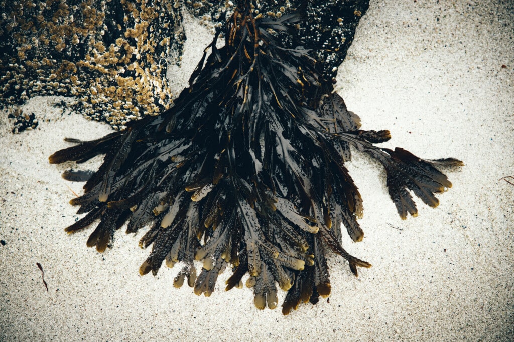 Seaweed for skin and hair