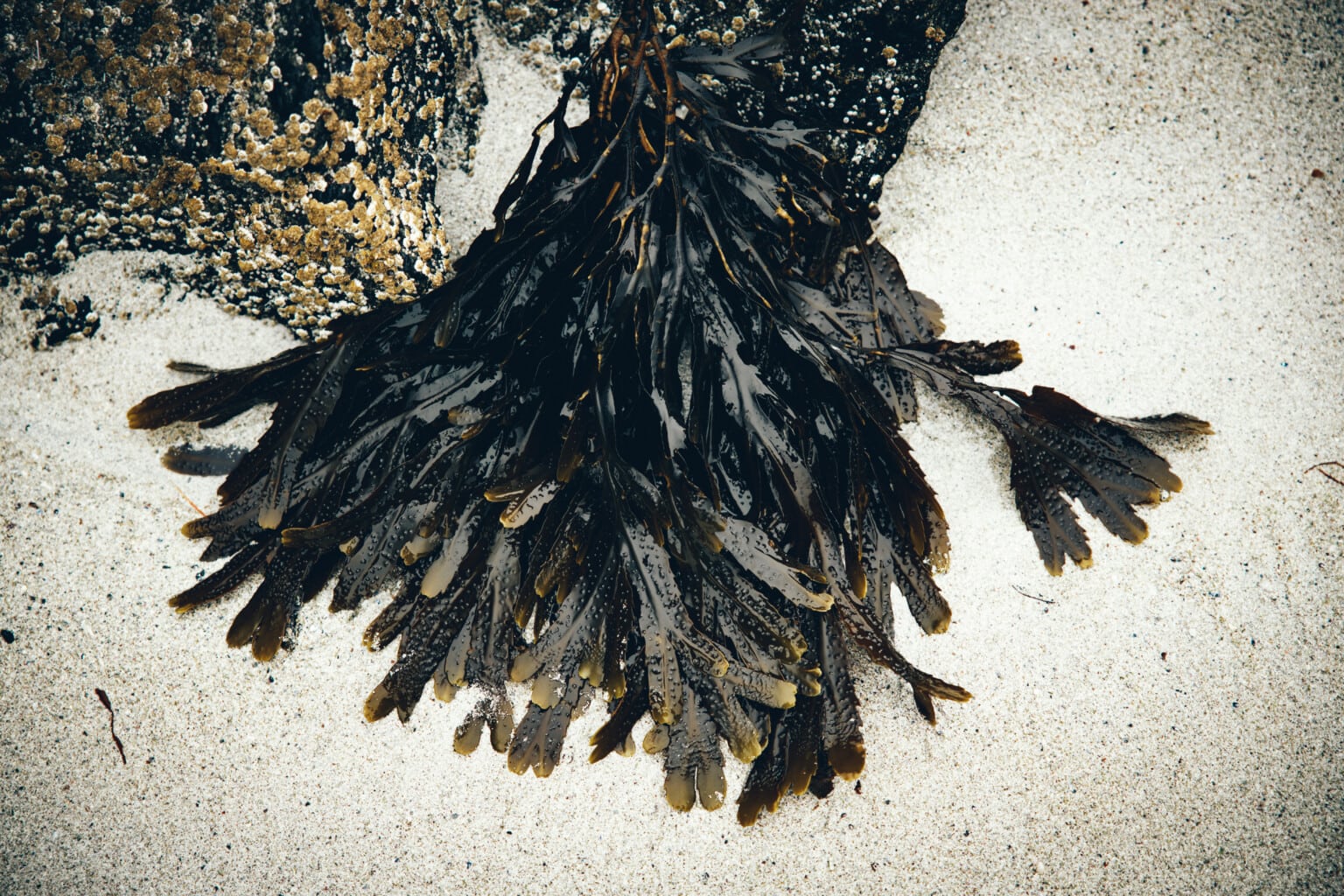 6 Benefits of seaweed for skin and hair Lofoten Seaweed