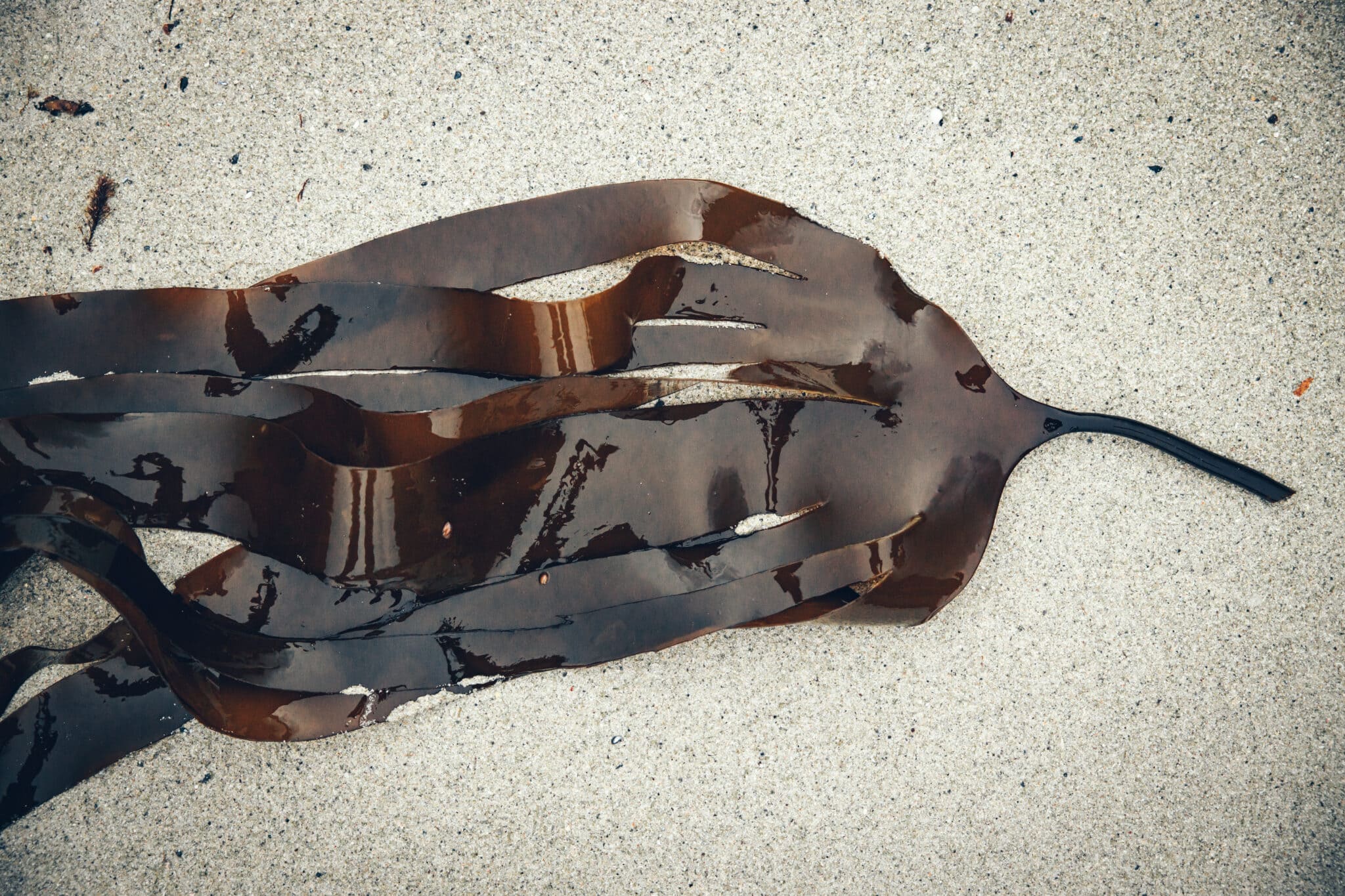 6 Benefits of seaweed for skin and hair Lofoten Seaweed