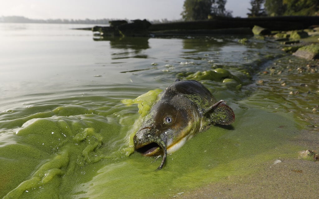 A dead catfish washed up on a beach surrounded by green, algae-filled water