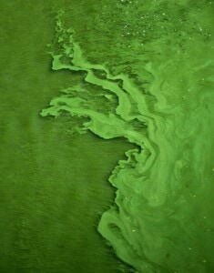 A massive algal bloom caused by phosphorous pollution