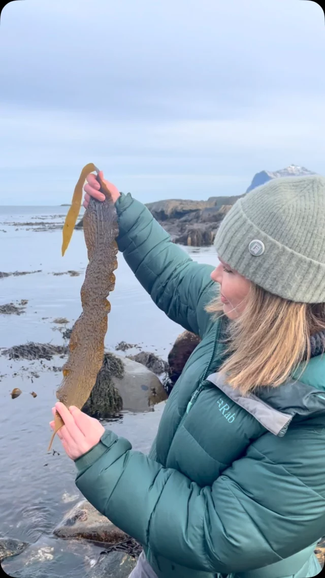Check out the beautiful sugar kelp growing in Nappstraumen 🌿🌊

Did you know this unique seaweed thrives in these pristine waters? If you have any questions about seaweed, drop them in the comments - we’d love to share more with you! 💬👇🏻

#lofotenseaweed #seaweedquestions #sugarkelp #nappstraumen #seaweedexplained #nordicnature