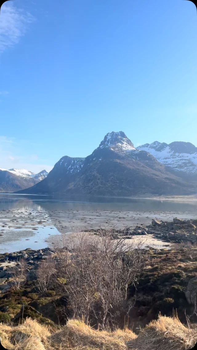 Good morning from Lofoten! The tides are low, and we’re ready for today’s Dulse harvest 🌊😎

#lofotenseaweed #springtime #seaweedharvest #lowtide #lofotenscenery #birdlifelofoten #dulse