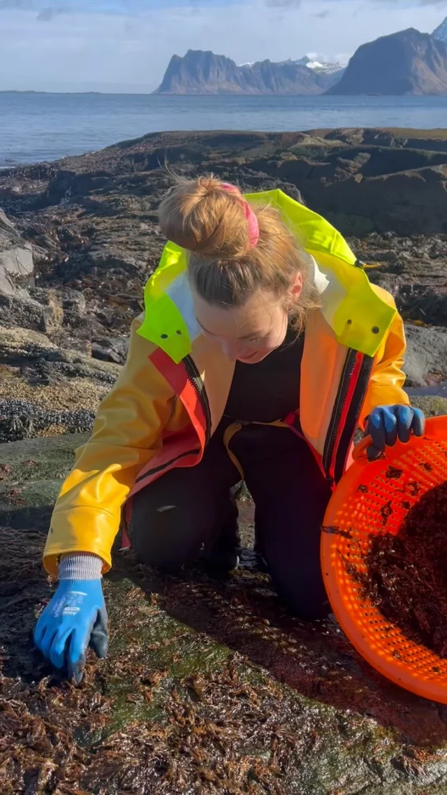 Taisa moves with care across the slippery rocks at low tide, hand-harvesting nori seaweed straight from the rocks 🌊🌿 Have you ever seen seaweed harvested like this? 

#lofotenseaweed #nori #wildharvest #nordicnature #seaharvest #rockyshore