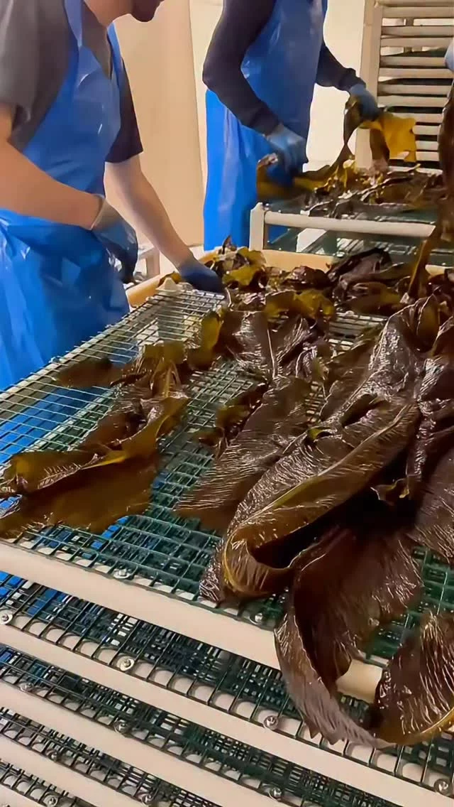 This is what happens after harvest 👇🏻

Our harvesting team in full action, making sure every piece of seaweed is dried to perfection 👌🌿

#lofotenseaweed #harvesting #teamwork #localflavor #sustainableharvest #behindthescenes
