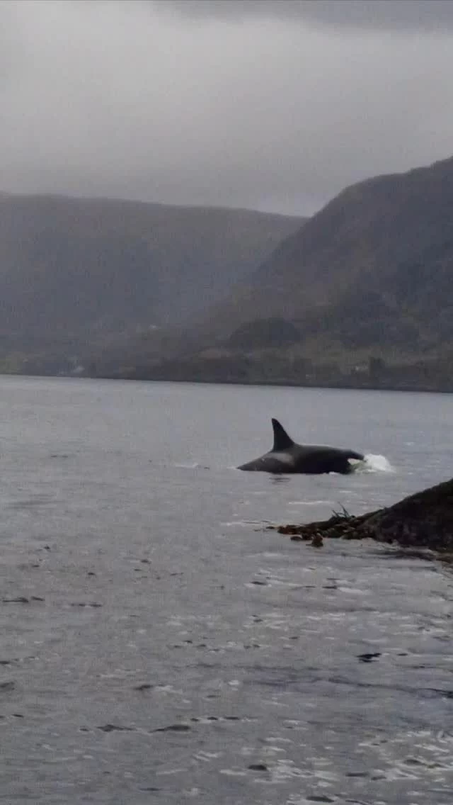 Harvesting seaweed..and suddenly, whale hello there! 🐳🌿

Just another wild day for the Lofoten Seaweed harvest team when a pod of orcas swam right past us - calm, curious, and completely breathtaking! 

#lofotenseaweed #orcas #lofoten #wildorcas #wildharvest