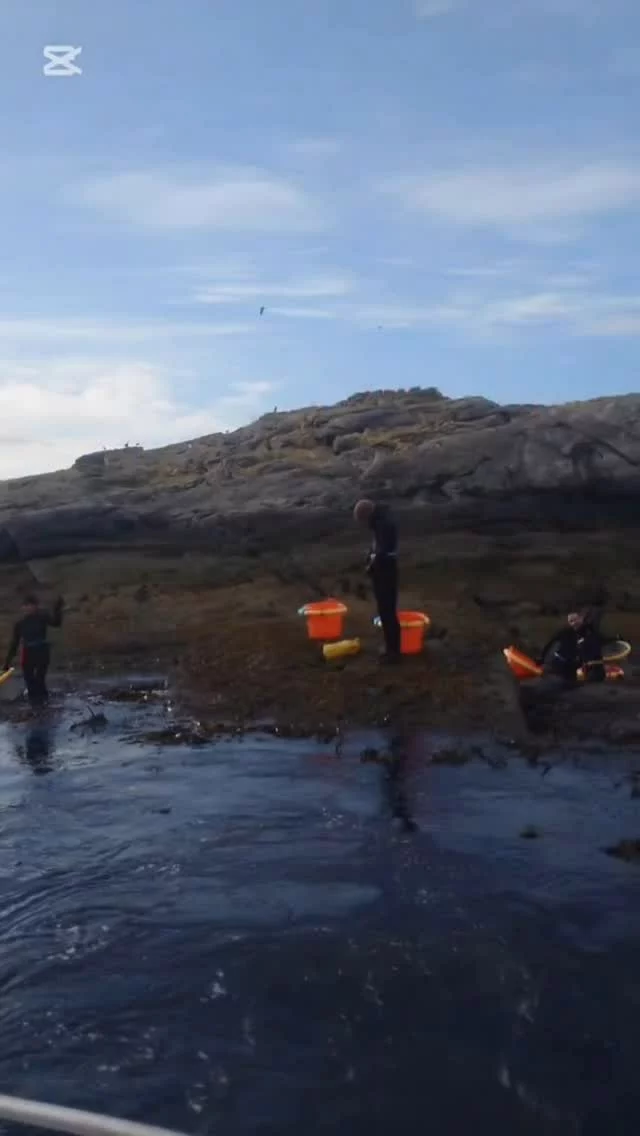 Our harvest team gets dropped off on the rocks to collect fresh seaweed by hand - but here’s the twist: the boat leaves them there! 😅 With Winged kelp super season, the boat needs to head back to shore with the kelp before returning to pick up our salty Seaweed superheroes. 
Teamwork, tides and a bit of trust - that’s how we harvest the good stuff 🌿⚓️

#lifeonthesea #lofotenseaweed #seaweed #wingedkelp #seaweedlifestyle #harvesttime #harvestseason