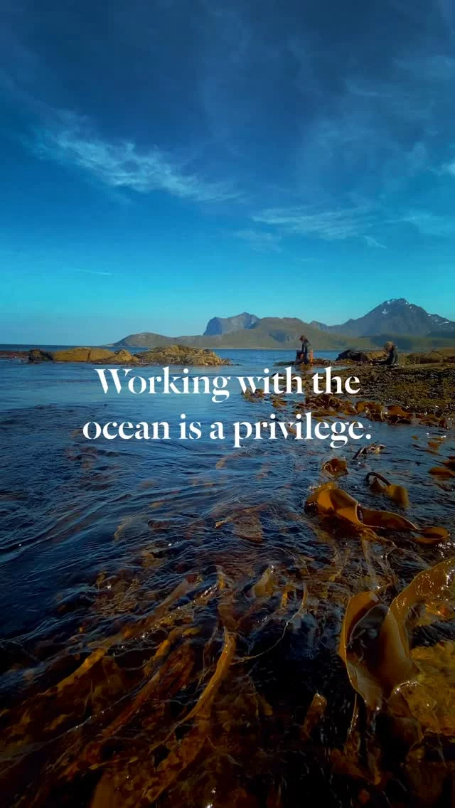 Working with the ocean is a privilege - and a responsibility. 

Here in Lofoten, the sea is part of daily life. It feels eternal, unchanging. But it's not invincible. Human actions do leave a mark - and without care, the damage can be irreversible.

At Lofoten Seaweed, we harvest by hand. No machines. No trawling. No shortcuts. Just people, working in harmony with nature, protecting the ecosystem we depend on.

Because when we care for the ocean, it will be there for all of us.

#lofotenseaweed #sustainableharvesting #handharvested #norwegianseaweed #protectouroceans #regenerativeliving #lofotenislands  #seaweedlove  #ethicalharvesting #forfuturegenerations #cleanseas #sustainablefood##
