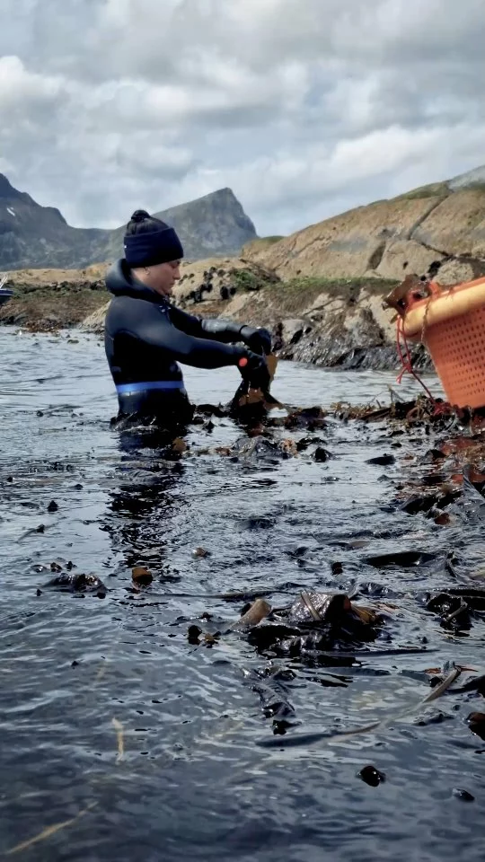 From Lofoten, weed love. 🌊💙 @nomacph
#lofotenseaweed #noma #seaweed #lofoten #chefschoice #arctic #sustainability #sustainableharvesting #lofotenislands  #wildnature